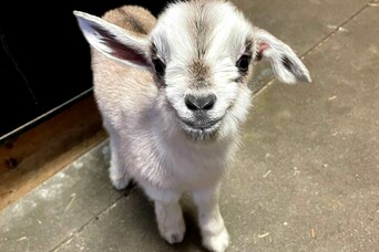 Baby goat nye barn